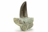 Serrated Dinosaur (Allosaurus) Tooth - Colorado #218334-4